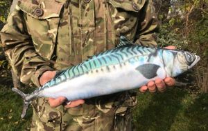 Рыба-антистресс "Скумбрия"