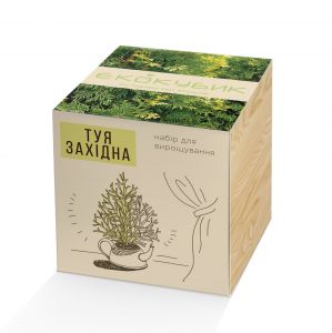 Экокуб "Туя"