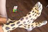 Дикие носки "Лапы леопарда"