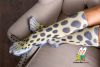 Консервированные носки-лапы "Грация леопарда"