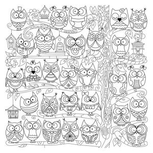 Обои-раскраски "Совы"  60х60см